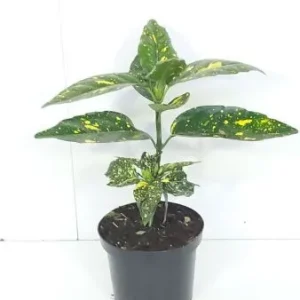 Aucuba jap. 'Crotonifolia' , Broodboom