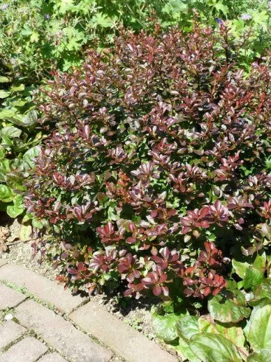 Berberis thunb. 'Atropurpurea Nana' , Japanse zuurbes