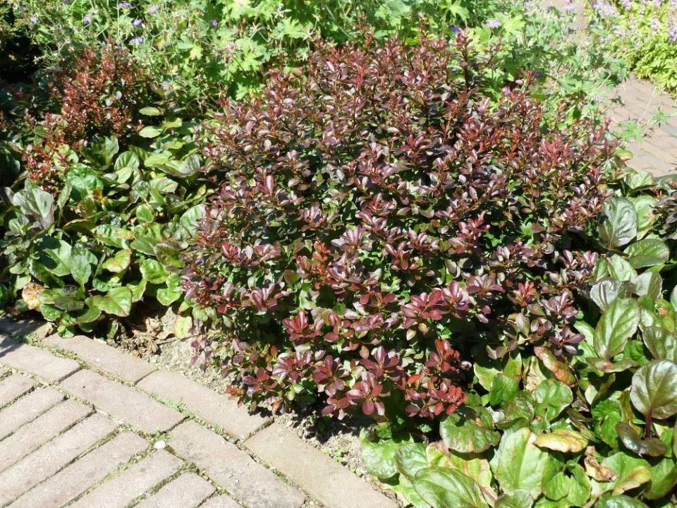 Berberis thunb. 'Atropurpurea Nana' , Japanse zuurbes - Afbeelding 3