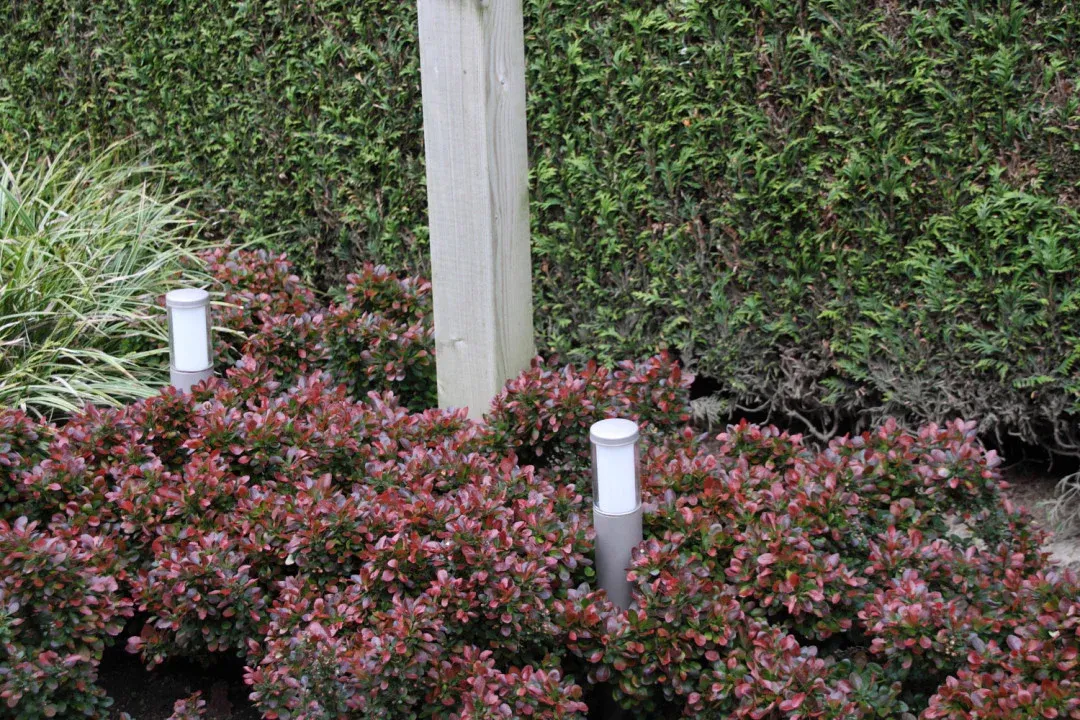 Berberis thunb. 'Atropurpurea Nana' , Japanse zuurbes - Afbeelding 4