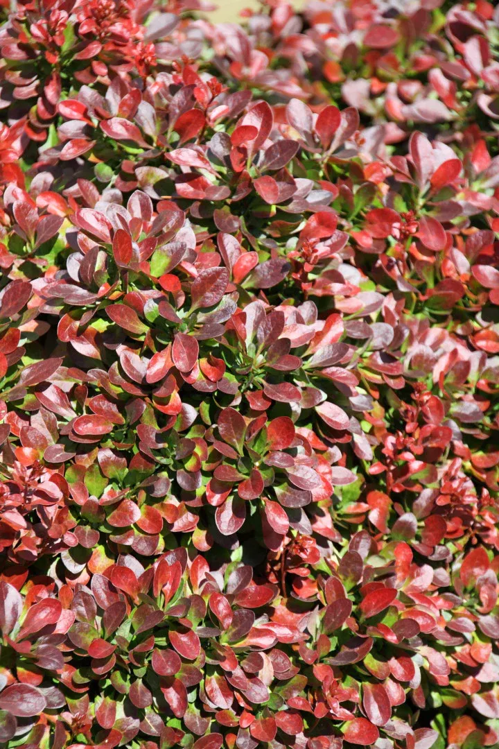 Berberis thunb. 'Atropurpurea Nana' , Japanse zuurbes - Afbeelding 7