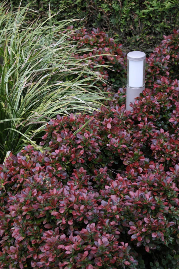 Berberis thunb. 'Atropurpurea Nana' , Japanse zuurbes - Afbeelding 6