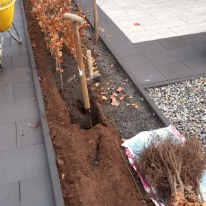 Fagus syl. 'Atropunicea', Bruine beuk, Rode beuk