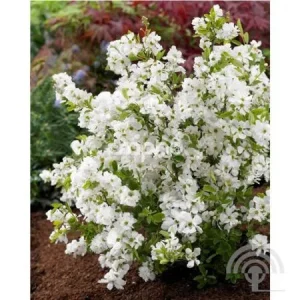 Exochorda racemosa 'Niagara' , Parelstruik