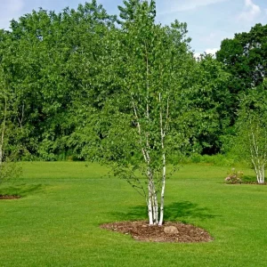 Betula papyrifera ,
