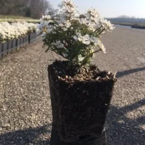 Iberis semp. 'Snowflake' , Scheefkelk