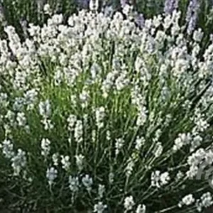 Lavandula angustifolia 'Alba' , Echte lavendel