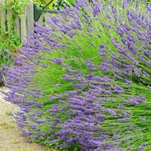 Lavandula intermedia 'Dutch' , Lavendel