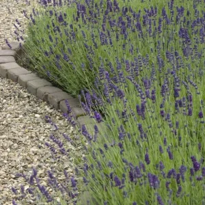 Lavandula angustifolia 'Hidcote' , Echte lavendel