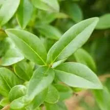 Ligustrum vulgare , Wilde liguster