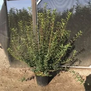 Ligustrum vulgare 'Atrovirens' , Wilde liguster