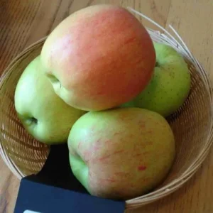 Malus d. 'Notarisappel' , Handappel