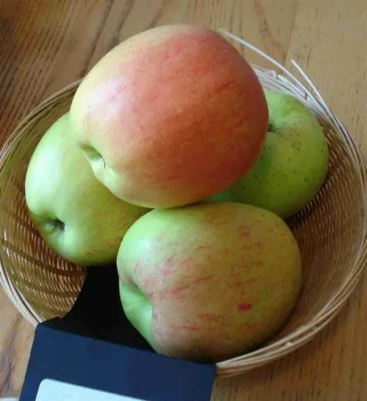 Malus d. 'Notarisappel' , Handappel