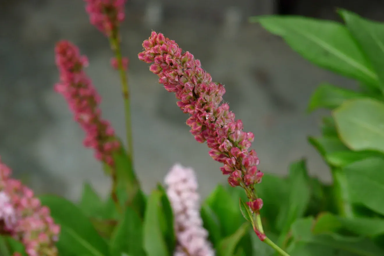 Persicaria affinis 'Kabouter' , Duizendknoop - Afbeelding 2