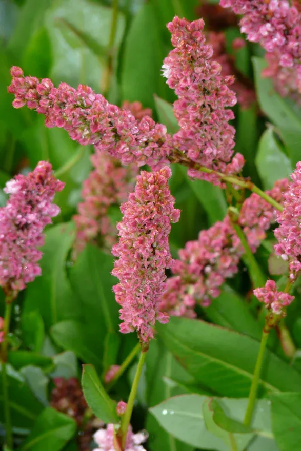 Persicaria affinis 'Kabouter' , Duizendknoop - Afbeelding 3