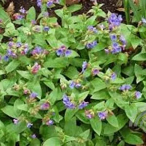 Pulmonaria ang. 'Azurea' , Longkruid