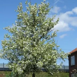 Pyrus calleryana 'Chanticleer' , Sierpeer