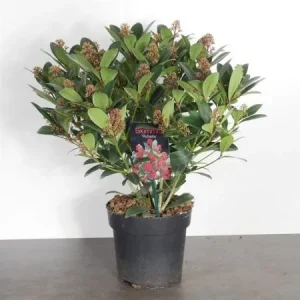 Skimmia japonica 'Rubella' , Skimmia , mannelijk