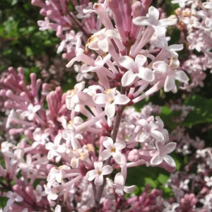 Syringa meyeri 'Palibin' , Dwergsering
