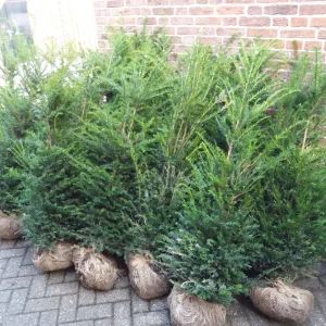 Taxus baccata , Venijnboom